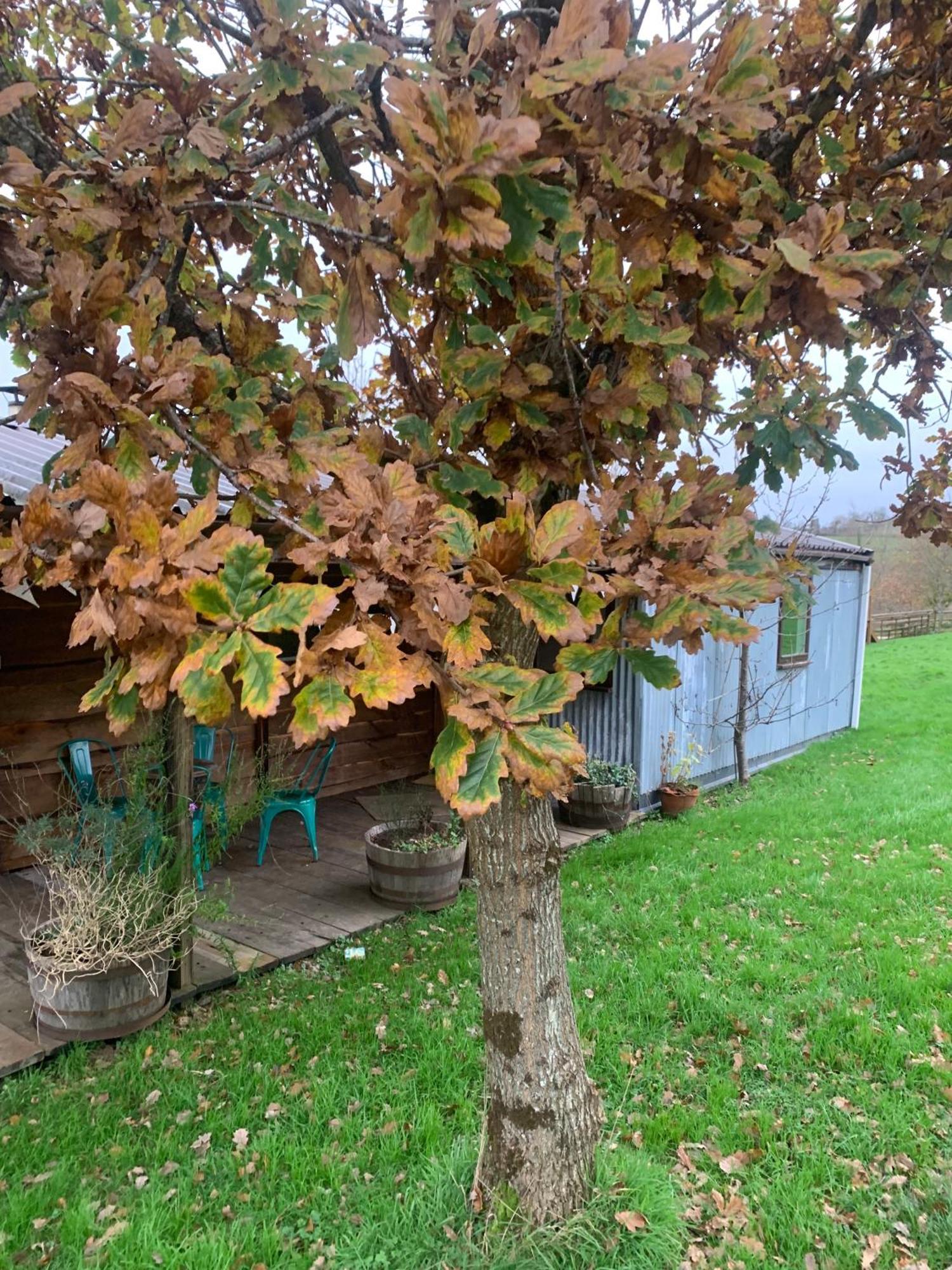 Готель Ceridwen Glamping, Double Decker Bus And Yurts Llandysul Екстер'єр фото
