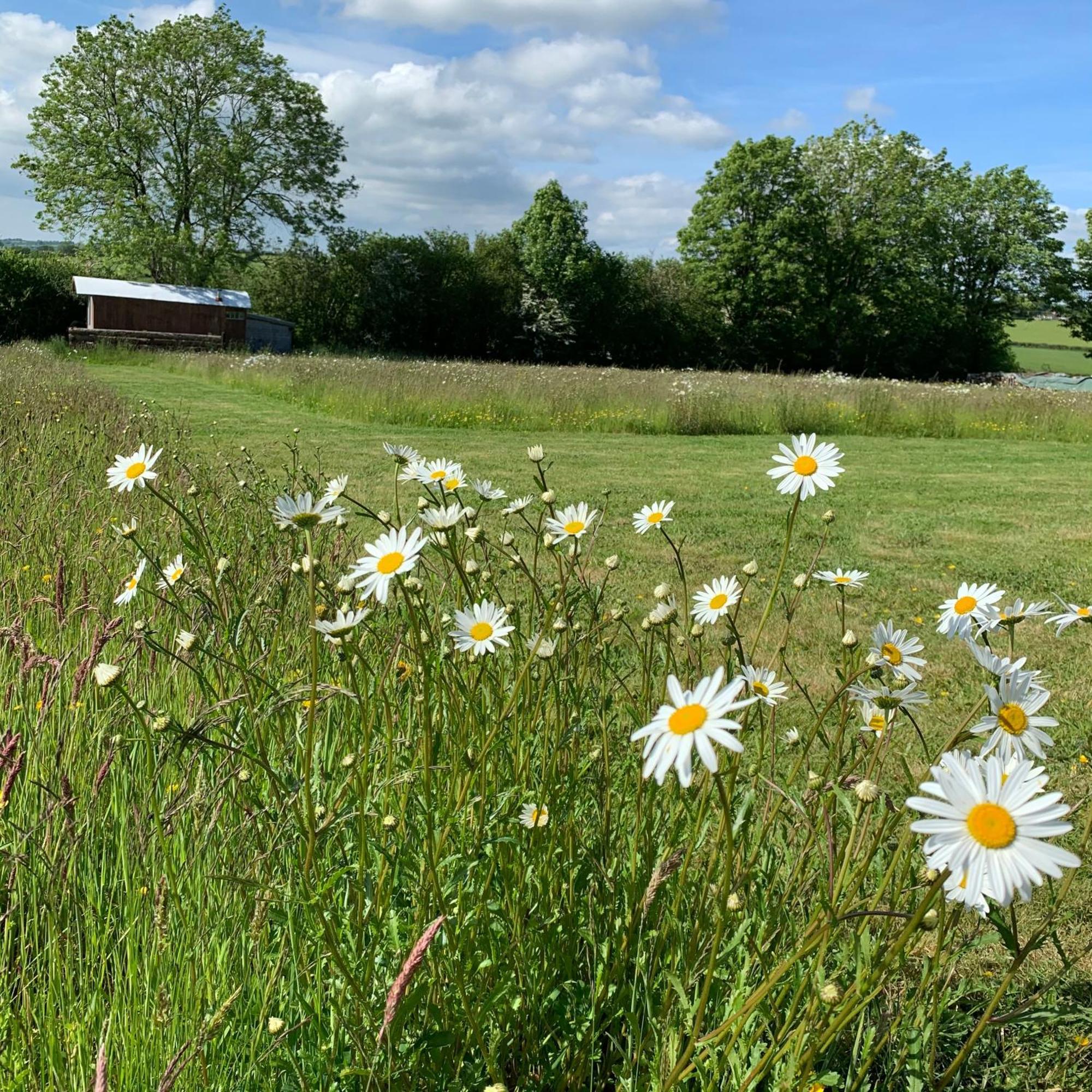 Готель Ceridwen Glamping, Double Decker Bus And Yurts Llandysul Екстер'єр фото